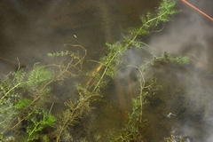 Utricularia australis